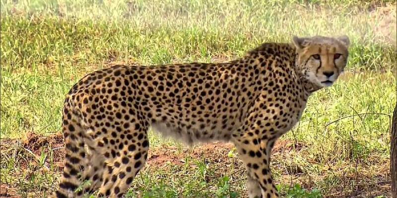 The Kuno National Park reports the death of another Cheetah