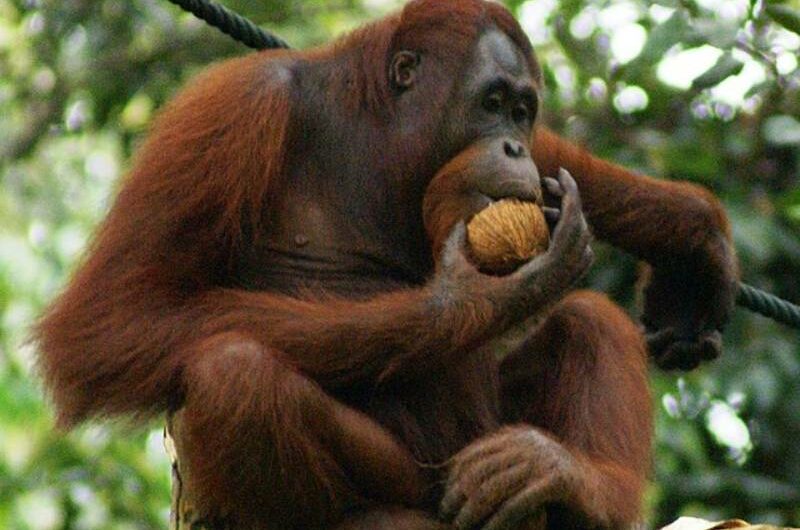 The Blackpool Zoo hopes a ‘very special’ orangutan will usher in a new generation of orangutans