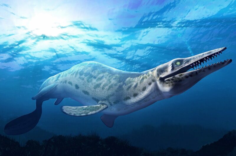 72 million years ago, the Pacific waters were home to a giant blue dragon mosasaur