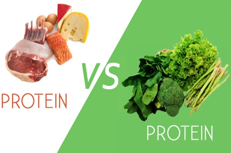 Plant or Animal Which Kind of Protein Is Better?
