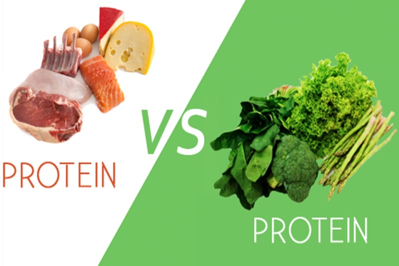 Plant or Animal Which Kind of Protein Is Better