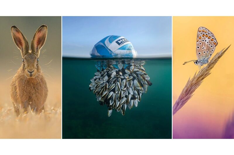 The British Wildlife Photography Awards of This Year Showcase Flourishing Courtships and Oceanic Journeys